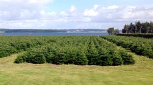 Kortegaard Christmas trees